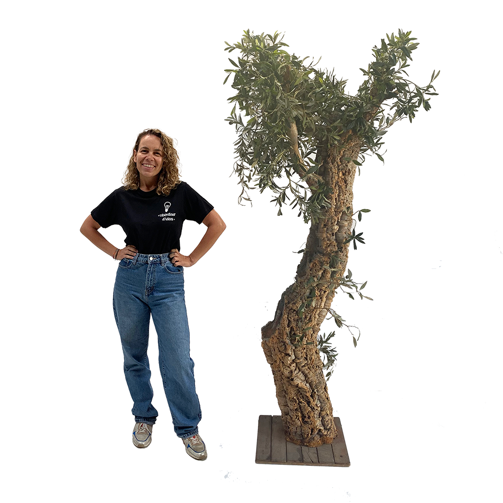 Arbre Olivier - 220cm