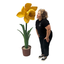 [locapm21] Fleur Jonquille - 186cm