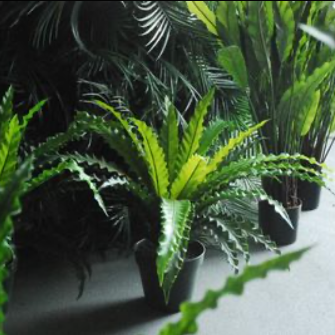 Plante Asplenium - 76cm