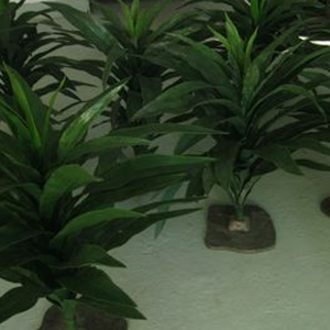 Plante Asplenium - 76cm