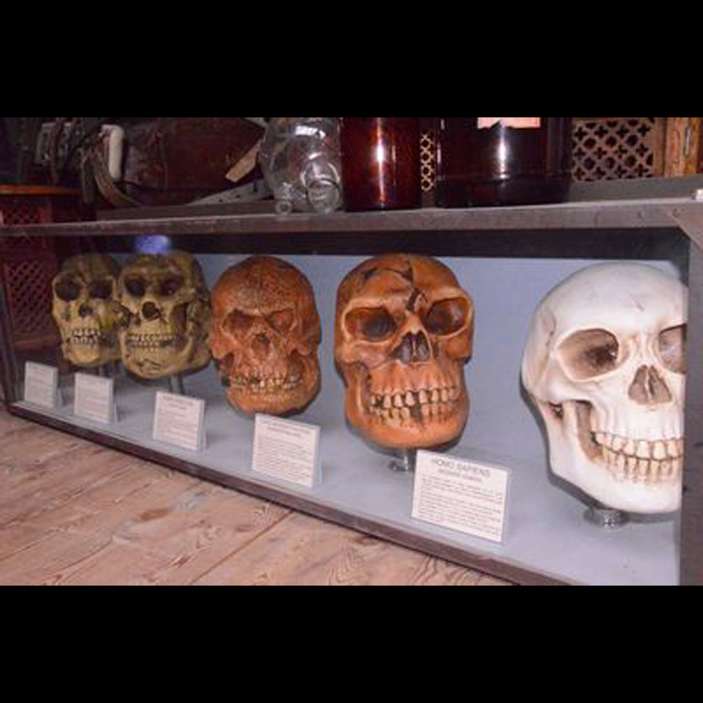Crânes humains selon leur évolution - 138cm