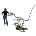 Squelette de dinosaure velociraptor - 185cm