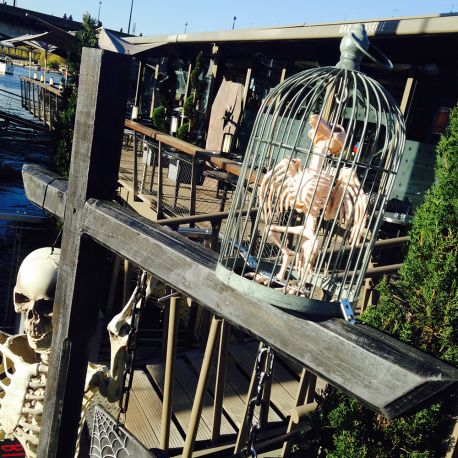 Squelette oiseau en cage