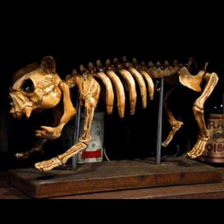 Squelette de Chien - 45 cm