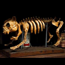 [lochal32] Squelette de Chien - 45 cm