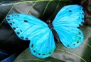[locins1] Papillon bleu - 20cm