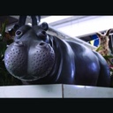 [locafr68] Bébé hippopotame nageur - 76cm