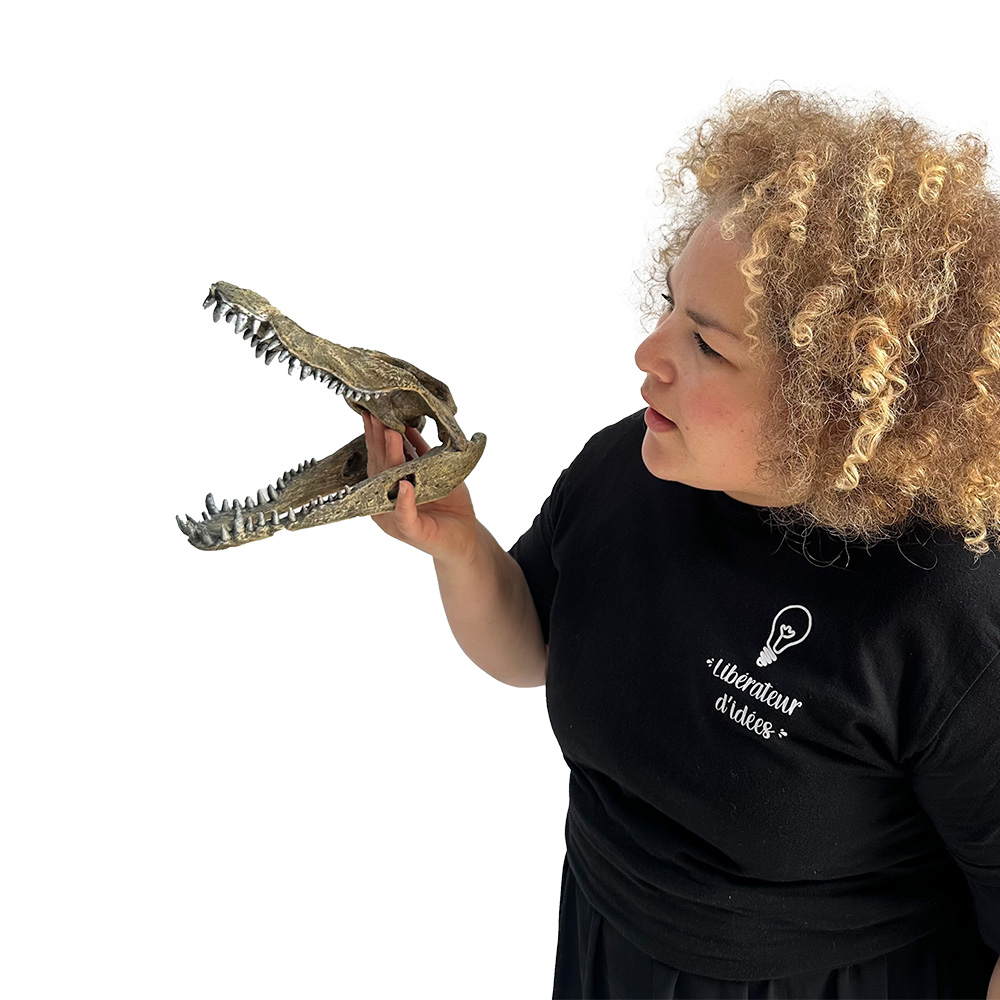 Curiosité : crane d'alligator - 24cm