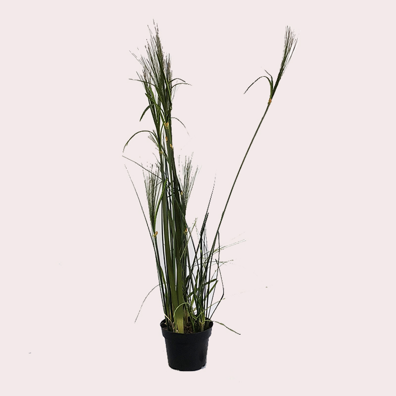 Plante grasse papyrus - 115cm