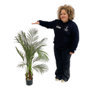 [locveg22] Plante Kentia - 120cm
