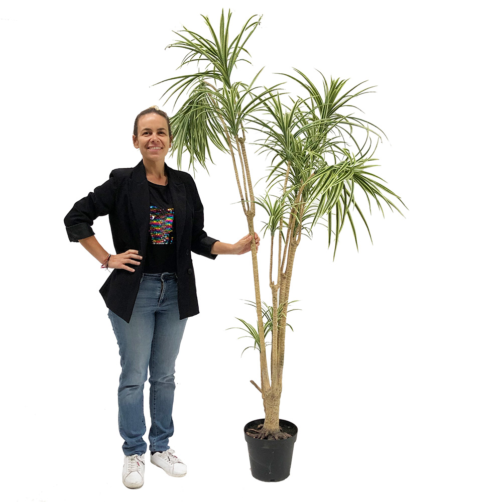 Plante dracena - 240cm