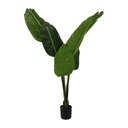 Traveller plant - 135cm