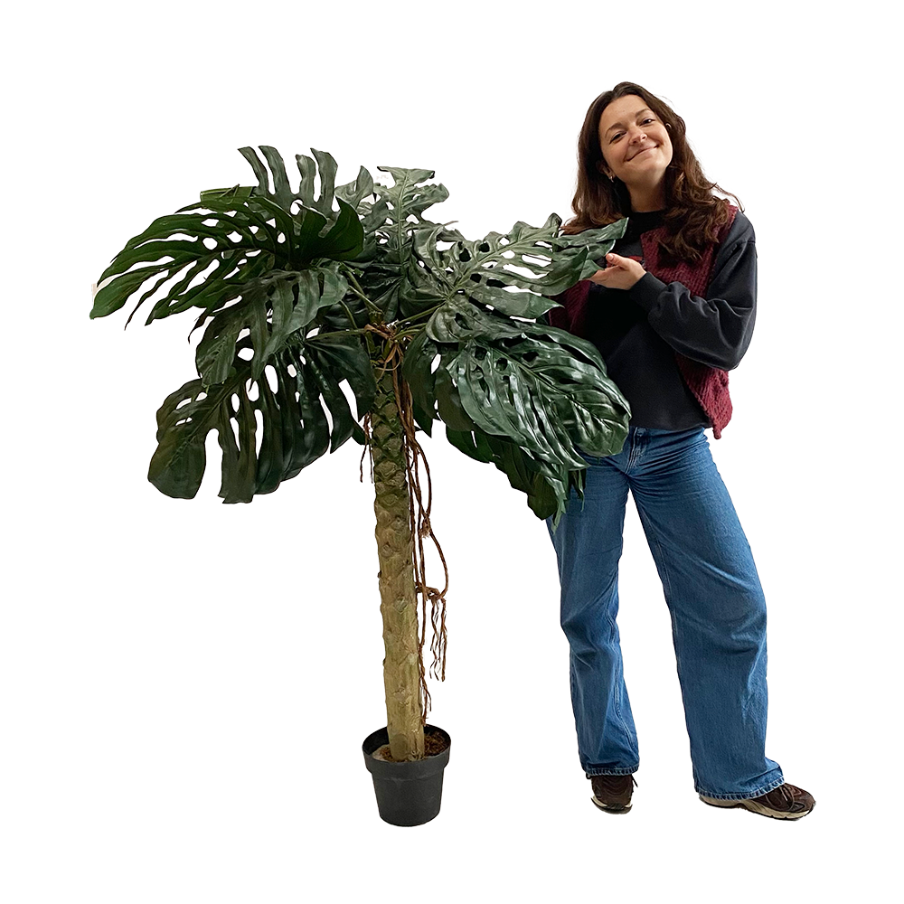 Plante monstera - 180cm