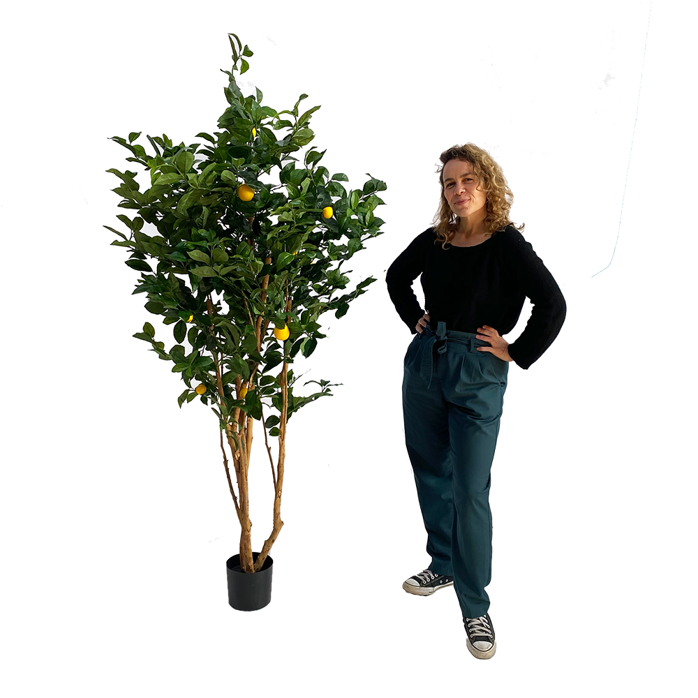 Citronnier - 180cm