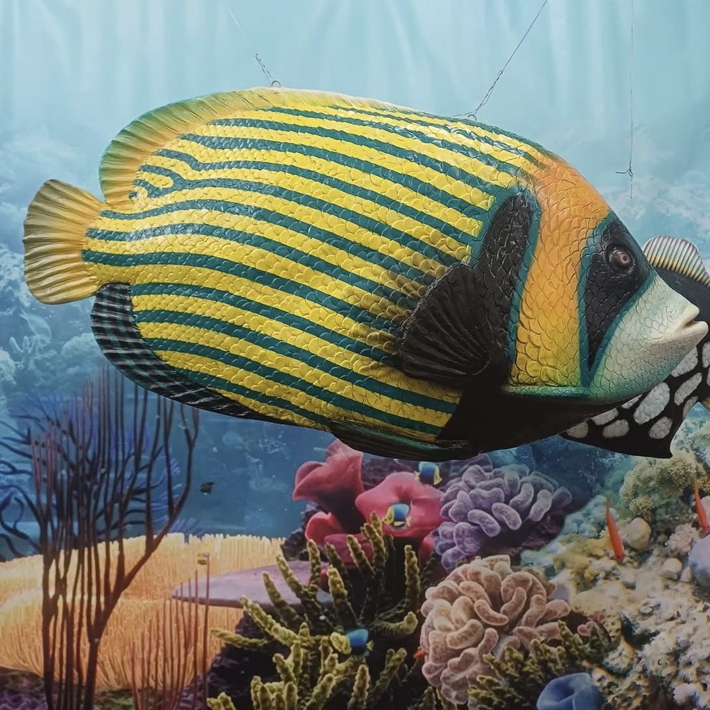 Poisson rayé - 117cm