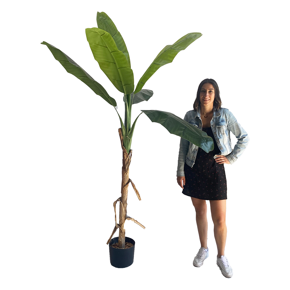 Bananier - 180 à 210cm