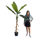 Bananier - 180 à 210cm