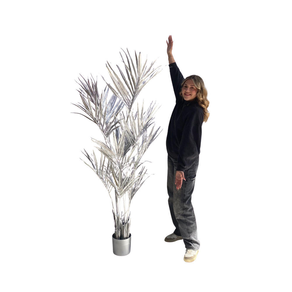 Plante kentia coloré - 180cm