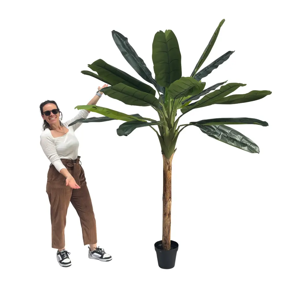 Bananier - 250cm