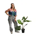 Plante alocasia - 90cm