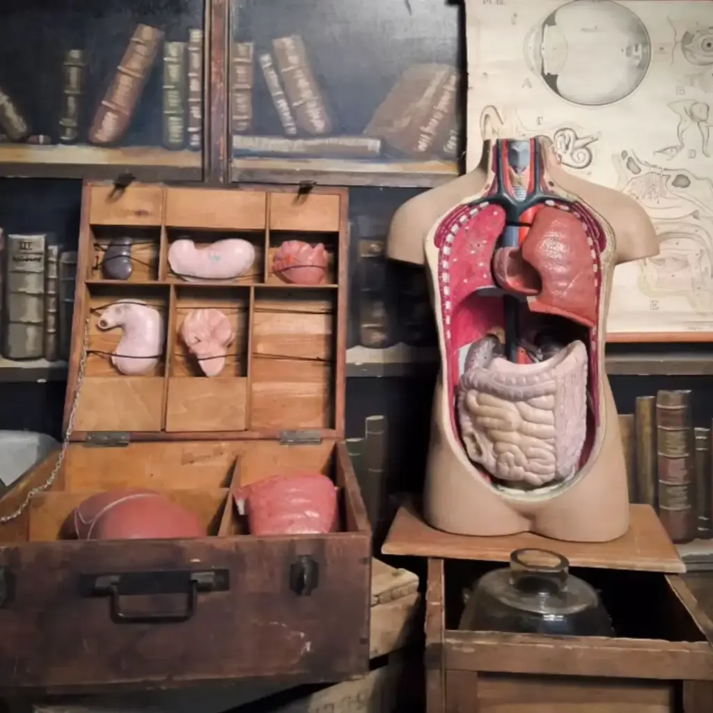 Buste médecine avec organes - 78cm