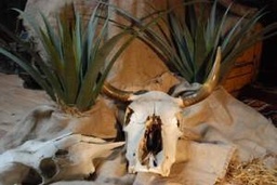 [locfar160] Plante Yucca - 50cm