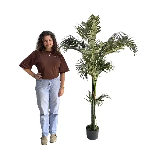 [locegy11] Palmier - 205cm