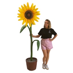 [locapm22] Fleur Tournesol géant 210cm