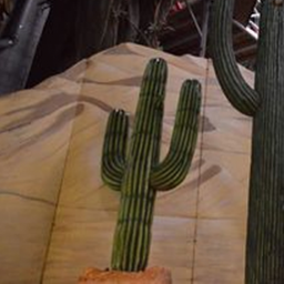[locfar19] Cactus -  156cm