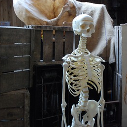 [lochor110] Squelette - 160cm