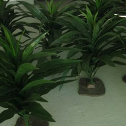 [locjun22] Plante Asplenium 76cm