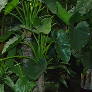 [locjun23] Plante alocasia - 150cm
