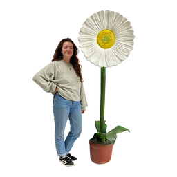 [locfle7] Fleur pâquerette géante 170cm