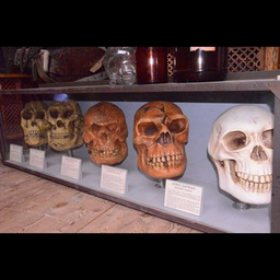 [locsci34] Crânes humains selon leur évolution - 138cm