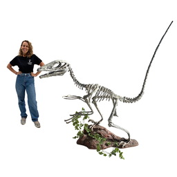[locpre9] Squelette de dinosaure velociraptor - 185cm
