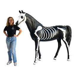 [lochal40] cheval squelette 185cm