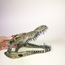 [locexp4] Curiosité : crane d'alligator - 24cm