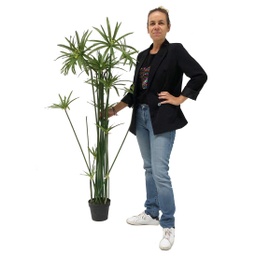 [locveg27] Plante papyrus - 150cm