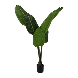 [locveg31] Traveller plant - 135cm