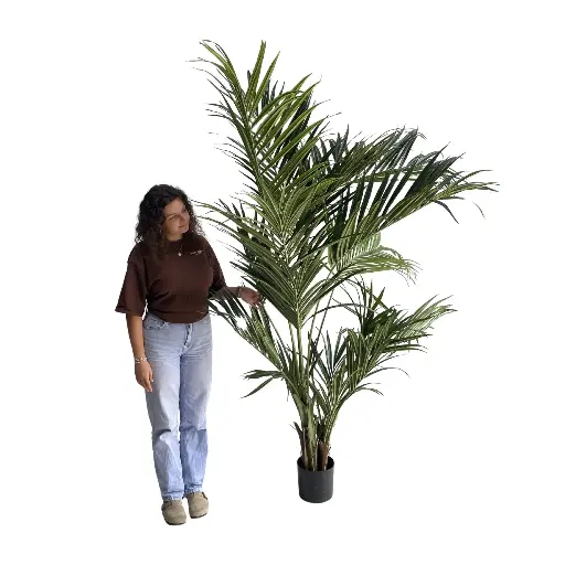 [locveg33] Plante kentia - 240cm