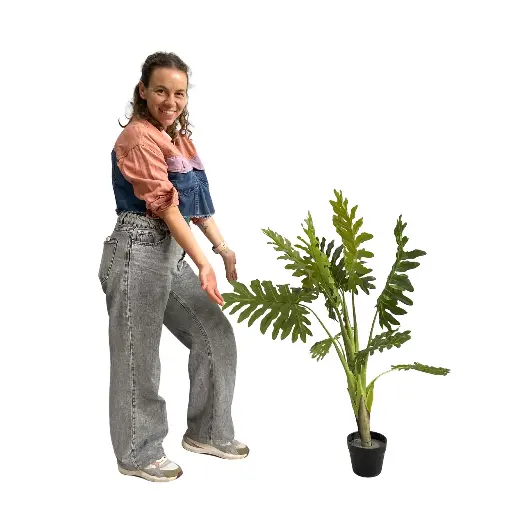 [locveg63] Plante philodendron - 70 à 110cm